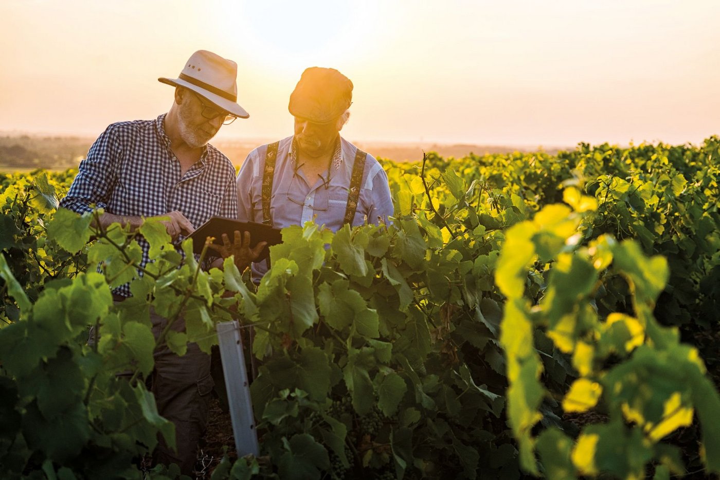 Wine experts in the vineyard