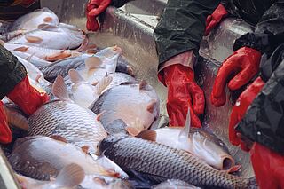 Industria del pescado